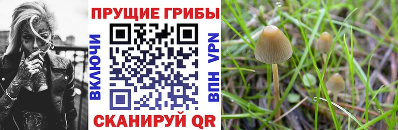 закладка  Котовск  mega онион  Псилоцибиновые грибы ЛСД 